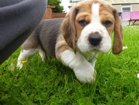 beagle puppies for sale dfw